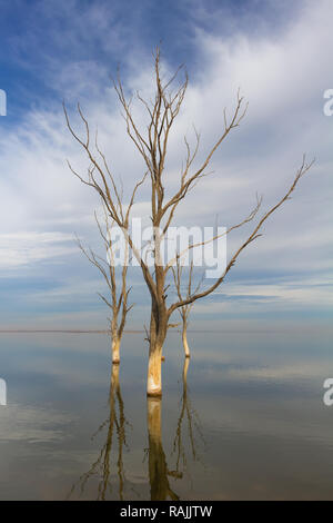Alberi a secco nella città di Epecuen. Cielo e acqua sono confusi all'orizzonte. Lago di sale che ha causato inondazioni devastanti. Foto Stock