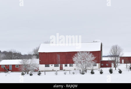 Coperta di neve il vecchio granaio rosso e edifici agricoli dietro il gelo alberi coperti in una fattoria in inverno su un nuvoloso Nuvoloso Giorno Foto Stock