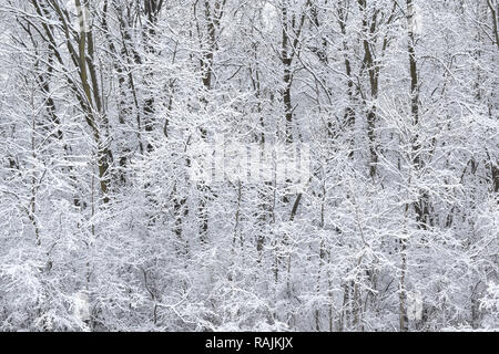 Coperta di neve di alberi decidui e arbusti sul bordo di una foresta in un giorno nuvoloso dopo una tempesta di neve in inverno Foto Stock