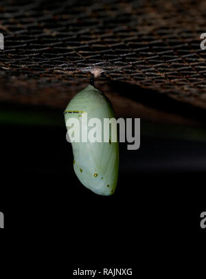 La Crisalide di una farfalla monarca. La farfalla è vicino alle emergenti. Foto Stock