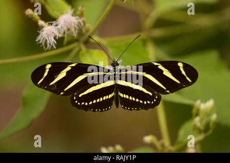 Zebra longwing (Heliconius charithonia), Arthur R. Marshall Loxahatchee National Wildlife Refuge, Florida Foto Stock