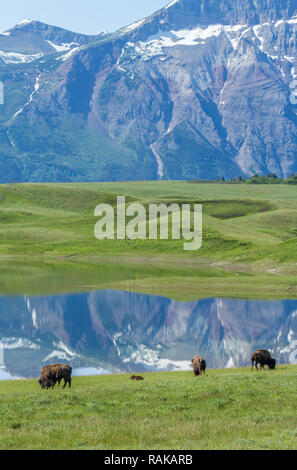 Bison pascolare nel loro paddock nel Parco Nazionale dei laghi di Waterton, Alberta, Canada. Essi sono stati trasferiti da Waterton come wildfire affrontato nel 2017. Foto Stock