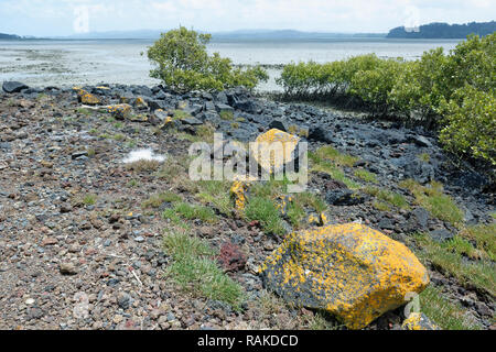 Le mangrovie su una spiaggia rocciosa a basso tempo sotto un cielo grigio Foto Stock