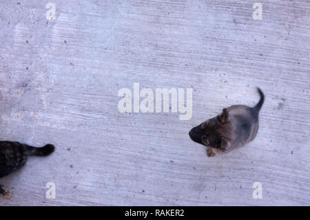 I cani la posa sul pavimento di cemento, vista superiore e spazio copia, carino concept Foto Stock