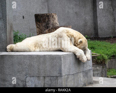 Un orso polare si appoggia su di una pietra Foto Stock