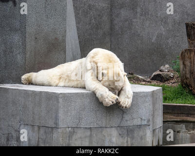 Un orso polare si appoggia su di una pietra Foto Stock