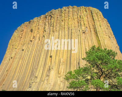 Devils Tower National Monument noto anche come Bear Lodge Butte, in Bear Lodge, parte delle Black Hills, Wyoming negli Stati Uniti. Il vertice è 1,559 metri. Foto Stock