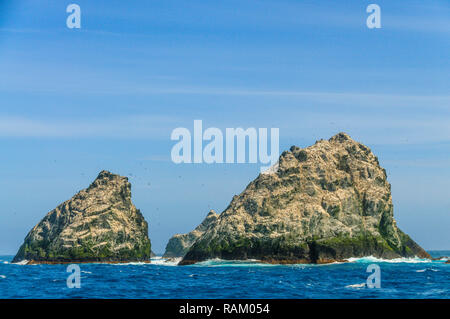 Close-up di uno degli Shag Rocks Foto Stock