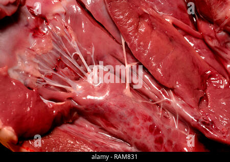 Agnello il cuore ha acquistato da un supermercato. Interno mostra 'heartstrings' (i tendini) Foto Stock