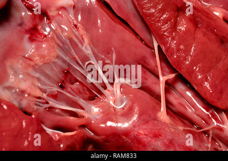 Agnello il cuore ha acquistato da un supermercato. Interno mostra 'heartstrings' (i tendini) Foto Stock