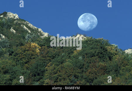 MOON RISING OVER TREE COVERED MOUNTAIN RANGE, QUEENSLAND, AUSTRALIA. Foto Stock