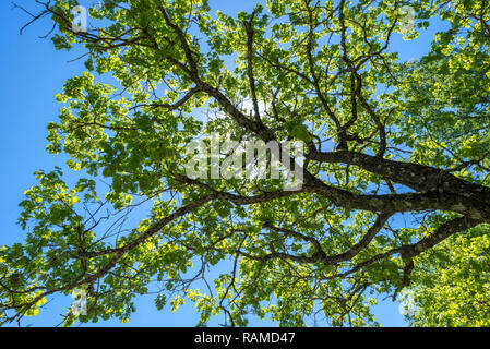 Foglie e rami della quercia dei Pirenei, Quercus pyrenaica. Si tratta di un albero nativo di Europa sud-occidentale e Africa nord-occidentale. Foto Stock