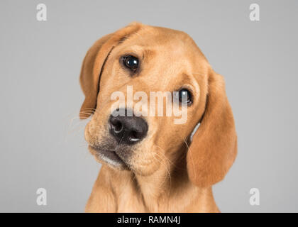 Labrador cucciolo di 12 settimane, giallo scuro, maschio, Regno Unito. Foto Stock