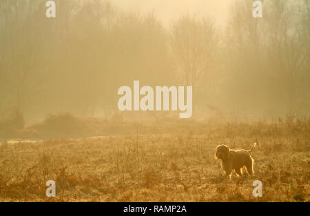 Chailey, East Sussex, Regno Unito. 4 gennaio 2019. Dog walkers godendo di un luminoso ma fredda per iniziare la giornata in comune Chailey Riserva Naturale, East Sussex. Credito: Peter Cripps/Alamy Live News Foto Stock