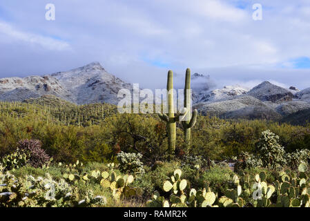 Tucson, Arizona, USA, 01 gennaio, 2019; coperte di neve Sabino Canyon del Deserto di Sonora, Tucson, Arizona, USA, il 1 gennaio 2019. Credit: Norma Jean Gargasz/Alamy Live News Foto Stock