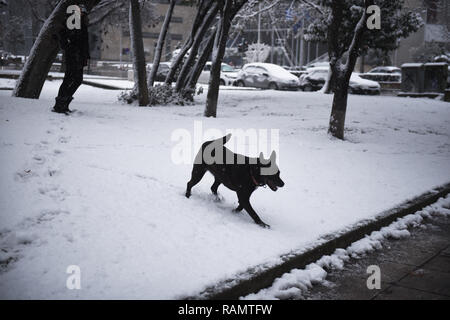 Salonicco, Grecia. 4 gennaio, 2019. Un cane cammina dentro una coperta di neve parco presso la città di Salonicco. Gli ultimi giorni in Grecia è stata colpita da un cattivo tempo onda, come la neve continua a causare problemi in tutta la Grecia. Credito: Giannis Papanikos/ZUMA filo/Alamy Live News Foto Stock