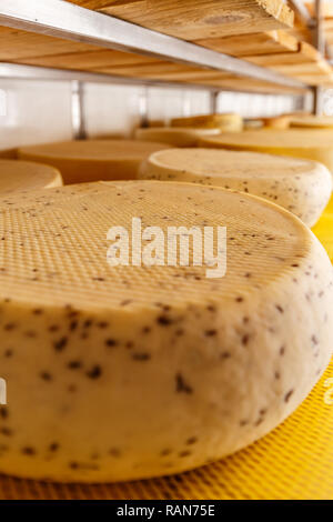 Chiusura del formaggio sugli scaffali Foto Stock