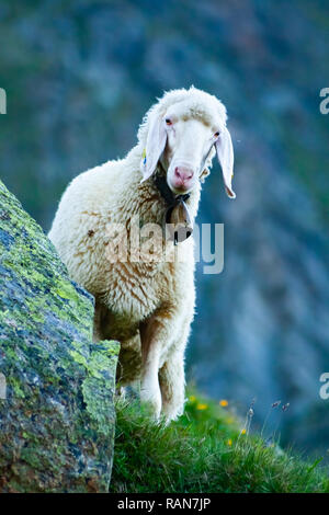 Tirolese pecore di montagna guardando il visore, la Valle dello Stubai in Tirolo, Austria Foto Stock