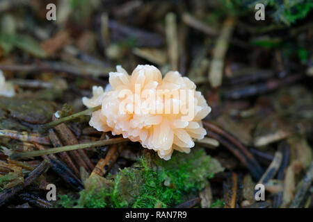 Rosso lampone slime stampo, Tubifera ferrunginosa Foto Stock