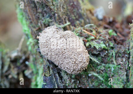 Rosso lampone slime stampo, Tubifera ferrunginosa Foto Stock