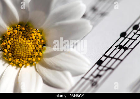 La flora di fiore Margherita e note musicali fogli foto Foto Stock