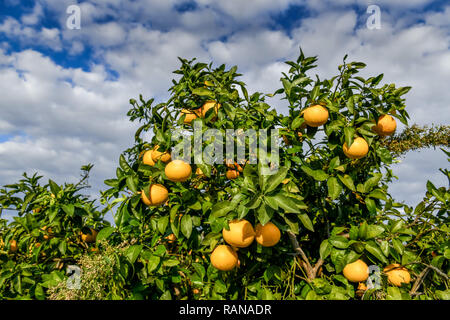 La coltivazione di colore arancione, Cipro, Orangenanbau, Zypern Foto Stock