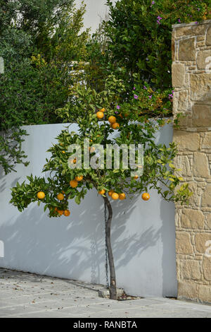 Arancio, Cipro, Orangenbaum, Zypern Foto Stock