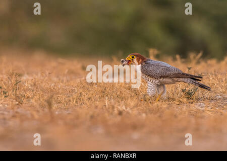 Questa immagine del collo rosso Falcon è preso a Gujarat in India, Foto Stock