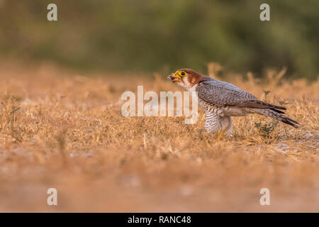 Questa immagine del collo rosso Falcon è preso a Gujarat in India, Foto Stock