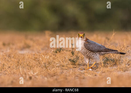 Questa immagine del collo rosso Falcon è preso a Gujarat in India, Foto Stock