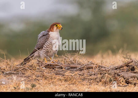 Questa immagine del collo rosso Falcon è preso a Gujarat in India, Foto Stock