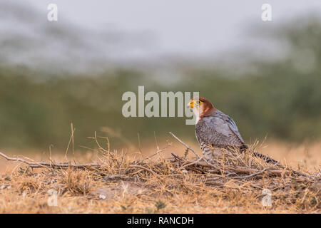 Questa immagine del collo rosso Falcon è preso a Gujarat in India, Foto Stock