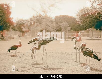 Il Sudan. Il governo di Khartoum. Lo Zoo di Khartoum. Gli uccelli acquatici (Abidmia, Abdimi). 1936, Sudan, Khartoum. Reinventato da Gibon. Classic reinventato Foto Stock