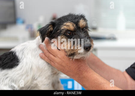 Vet esamina un piccolo cane - Jack Russell Terrier Foto Stock