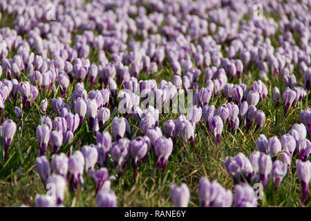 Un prato pieno di crocus in fiore fiori in primavera. Foto Stock