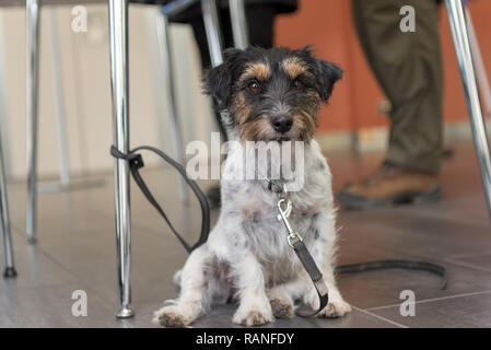 Cane è rilassante e in attesa in un edificio pubblico - Jack Russell Terrier di 3 anni Foto Stock