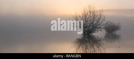 Albero nel paesaggio di nebbia Foto Stock