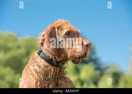 Vecchio Magyar Vizsla cane ritratto. Il cane è seduto e guardando lateralmente contro il cielo blu Foto Stock