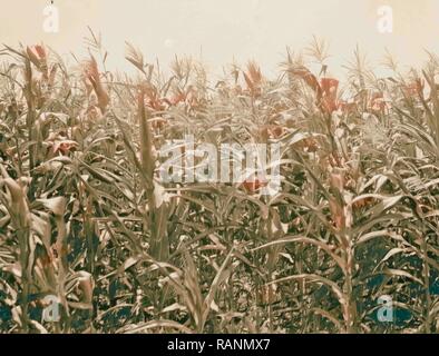 Agricoltura in Egitto. Mais, mais Indiano. (Zea mays). Crescita rigogliosa lungo il Nilo. 1934, Egitto. Reinventato Foto Stock