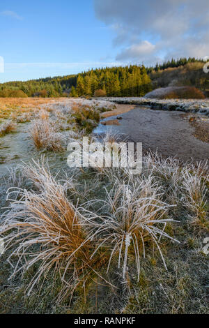 Frosty mattina, Cairnsmore flotta di riserva naturale nazionale, Galloway Forest, Dumfries & Galloway, Scozia Foto Stock