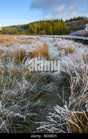 Frosty mattina, Cairnsmore flotta di riserva naturale nazionale, Galloway Forest, Dumfries & Galloway, Scozia Foto Stock