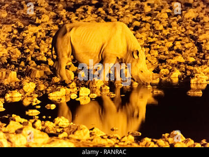 Il rinoceronte nero ( Diceros simum ) - fauna africana di bere in un fiume di notte - Okaukuego camp, il Parco Nazionale di Etosha, Namibia Africa Foto Stock