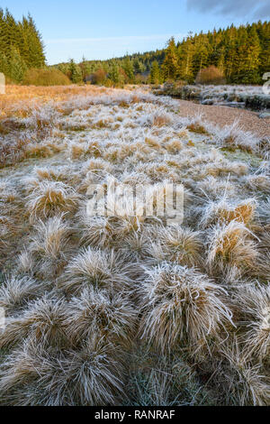 Frosty mattina, Cairnsmore flotta di riserva naturale nazionale, Galloway Forest, Dumfries & Galloway, Scozia Foto Stock