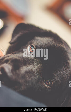 Simpatico Labrador Retriever cercando per la fotocamera Foto Stock