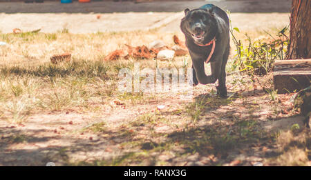 Divertente cane che corre verso la telecamera. Nero Labrador Retriever Foto Stock