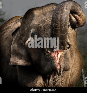 Elephant Trunk di sollevamento dello Sri Lanka Foto Stock