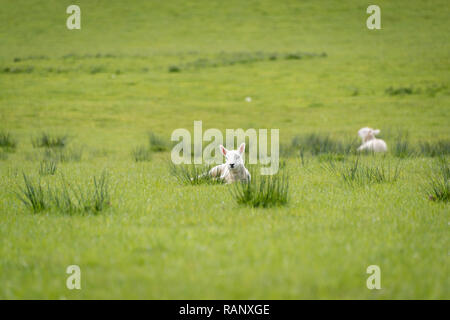 Agnelli neonati che pascolano vicino al sentiero a lunga distanza di Glyndwrs vicino a Llanbrynmair a Powys, Galles Foto Stock