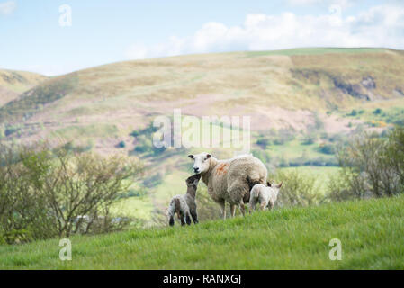 Le colline ondulate di Powys vicino a Llanbrynmair sulla lunga strada per passeggiate Glyndwrs Nel Galles centrale Foto Stock