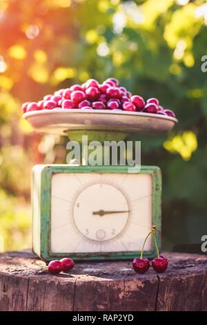 Belle vecchie bilance con cherry sul moncone in giardino Foto Stock