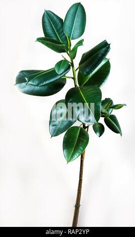 Ficus elastica di foglie di piante isolate con sfondo bianco Foto Stock